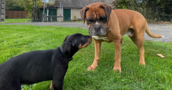 ethan  pet sitter à ANGERS 49000_2