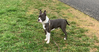 anais pet sitter à MARZY 58180_4