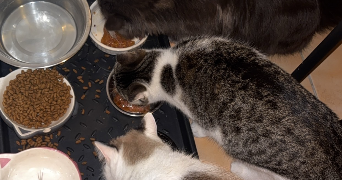 luna pet sitter à CHAMPCUEIL 91750_2