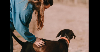 anael pet sitter à LARRESSORE 64480_3