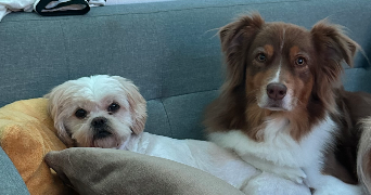 ludivine pet sitter à BREM SUR MER 85470_1