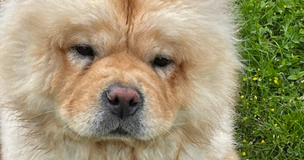 véronique pet sitter à DUNKERQUE 59240_1