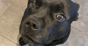 laureen pet sitter à VILLENEUVE LES BEZIERS 34420_1