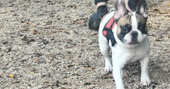 sandy pet sitter à BLANQUEFORT 33290_2