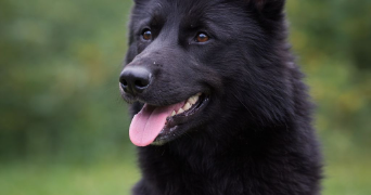 clarisse pet sitter à MONTLUCON 03100_1