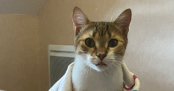 sana pet sitter à RENNES 35000_2