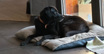 bruno pet sitter à FARAMANS 01800_10