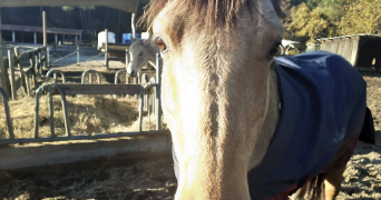 morgane pet sitter à ANDERNOS LES BAINS 33510_0