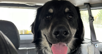 ilona pet sitter à ANNEMASSE 74100_2