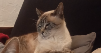 mélanie pet sitter à TALENCE 33400_3