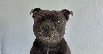 maeline pet sitter à SAVIGNY SUR ORGE 91600_4