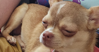 manon pet sitter à Saint-Julien-Les-Rosiers 30340_5
