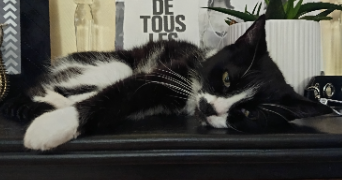 severine pet sitter à ALENCON 61000_2