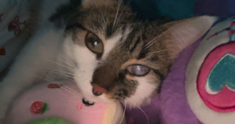 sarah pet sitter à AUXERRE 89000_1