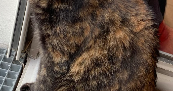 martha cat sitter à POISSY 78300_2