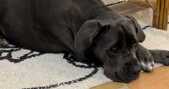 cindy pet sitter à Mandelieu la Napoule 06210_4