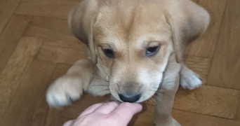 océane pet sitter à VINCEY 88450_7