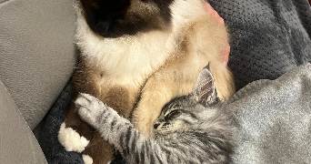 eleonore pet sitter à MAZERES LEZONS 64110_2