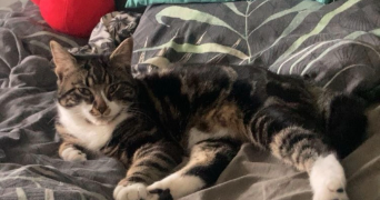 morgane pet sitter à VILLENEUVE LE ROI 94290_3