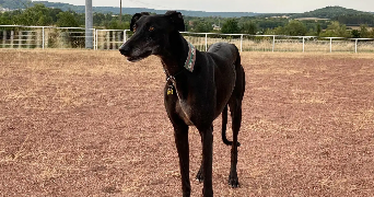 lorène pet sitter à Lyon 69008_3