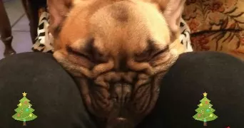 lola pet sitter à MARSEILLE 06 13006