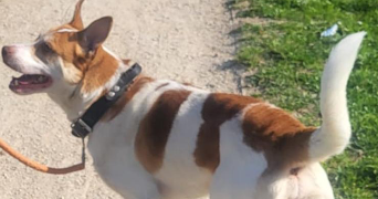 clémentine pet sitter à ST MAUR DES FOSSES 94100_4