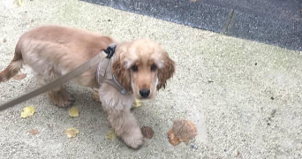 chloé pet sitter à MAISONS ALFORT 94700_5