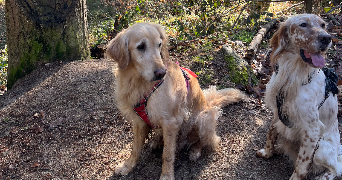 léna  pet sitter à ROUFFACH 68250_6