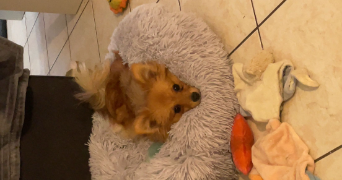 anaëlle pet sitter à ELBEUF 76500_9