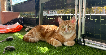 marion pet sitter à CHOISY LE ROI 94600_2