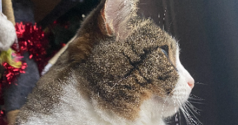 flore pet sitter à US 95450_5