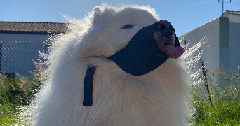 nina pet sitter à CAEN 14000_1