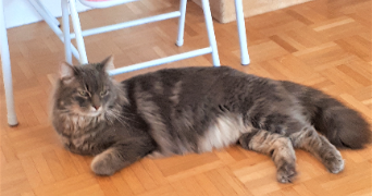 corinne  pet sitter à Maisons-Laffitte 78600_4