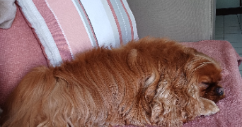 anne-marie pet sitter à Le Hinglé 22100_1
