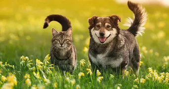 cédric pet sitter à ST POURCAIN SUR SIOULE 03500