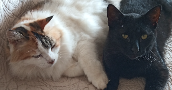 philippe pet sitter à CAURO 20117_2