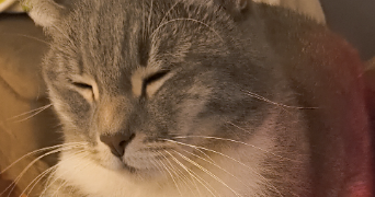 nadiia pet sitter à GOURNAY SUR MARNE 93460_3