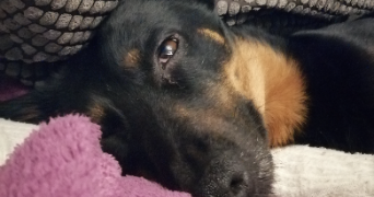 laura pet sitter à DOUAI 59500_1