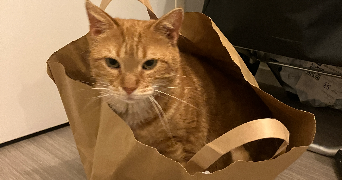 ela pet sitter à Reims 51100_6