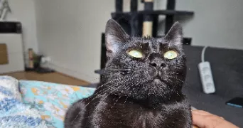 sara cat sitter à THIONVILLE 57100