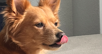 ridha pet sitter à NANTERRE 92000_0