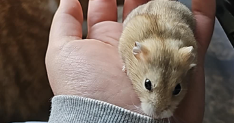 lisa pet sitter à MIRECOURT 88500_2