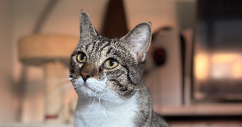 maeline pet sitter à SAVIGNY SUR ORGE 91600_3
