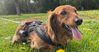 solène  pet sitter à NOEUX LES MINES 62290_6