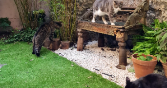 sophie pet sitter à PARIS 15 75015_3