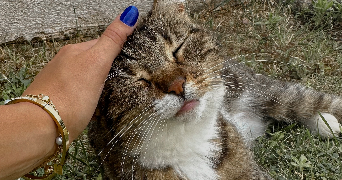 alicia pet sitter à BRIGNOLES 83170_1
