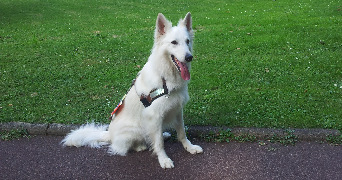 flora pet sitter à VERTAIZON 63910_2
