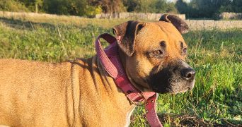 caroline pet sitter à Toulouse 31400_1