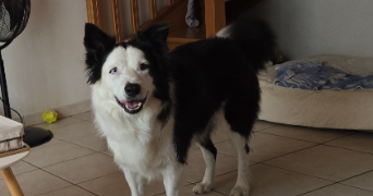 cindy pet sitter à Saint just Chaleyssin 38540_1