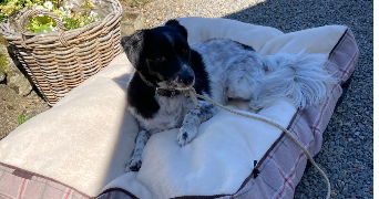 pacome dog sitter à TINCHEBRAY BOCAGE 61800_1